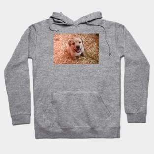 Labrador Puppies / Swiss Artwork Photography Hoodie